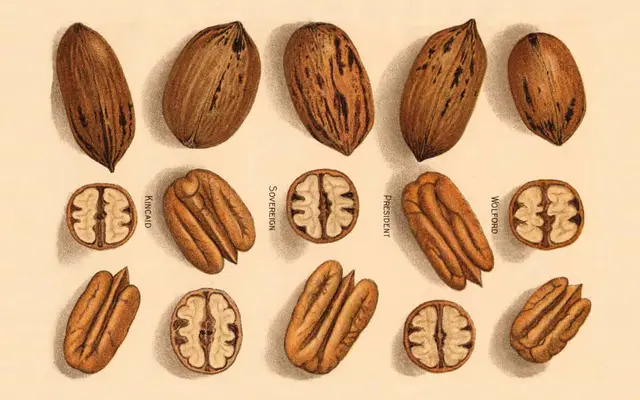 Valizas specimen from Luzi Type